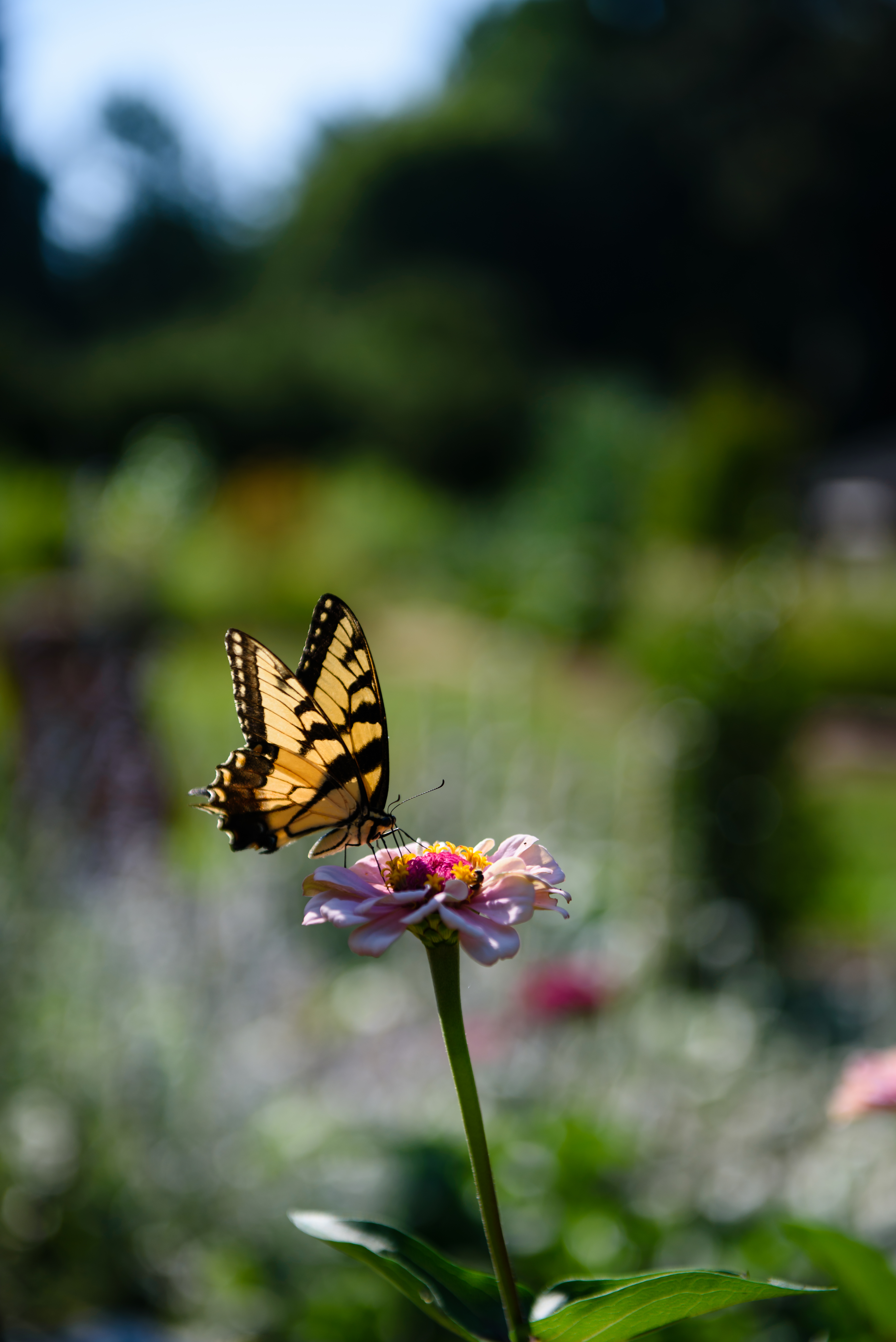 Walk the through the vibrant, diverse plant collections and peaceful trails.